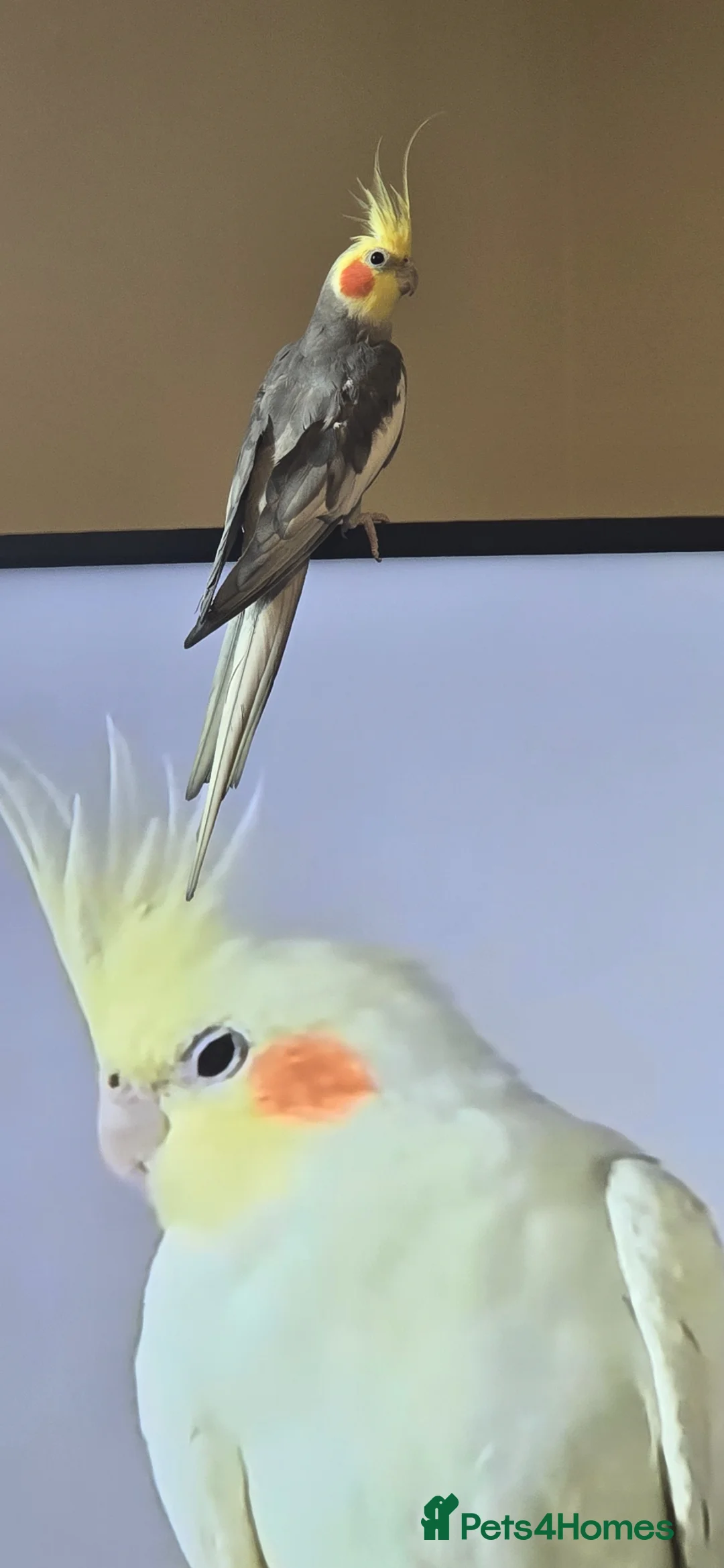 Cockatiels birds for sale: Cockatiel for sell in Southport - Advert 2