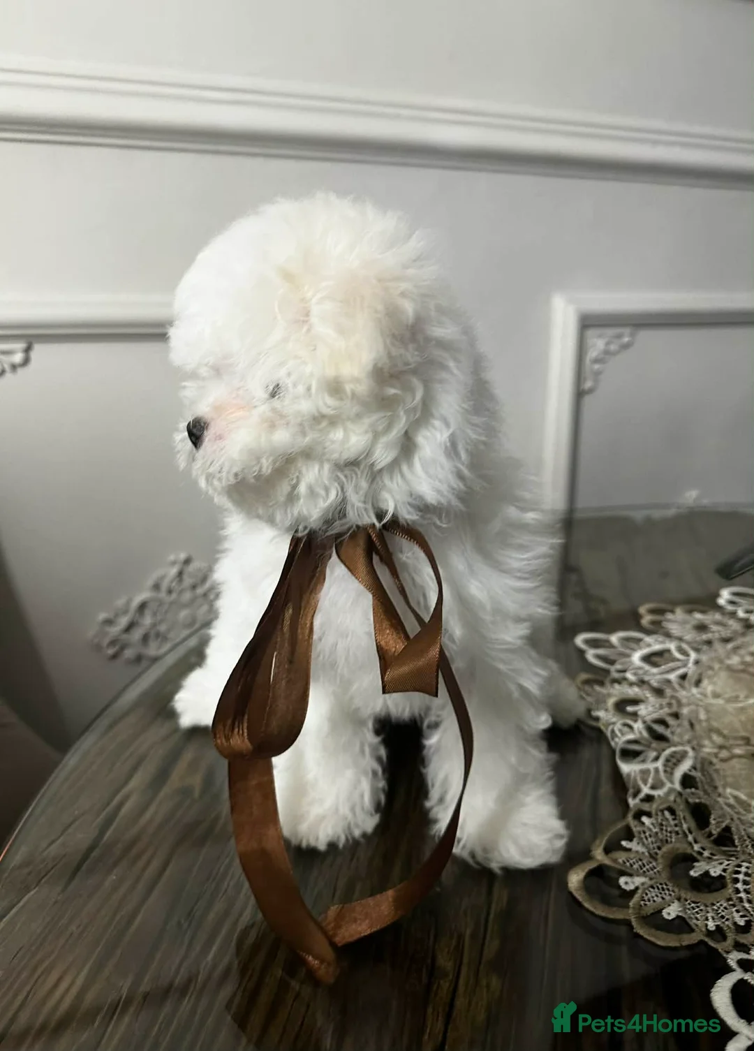 Maltipoo dogs for sale: Exquisite F1 Maltipoo Male - Advert 7