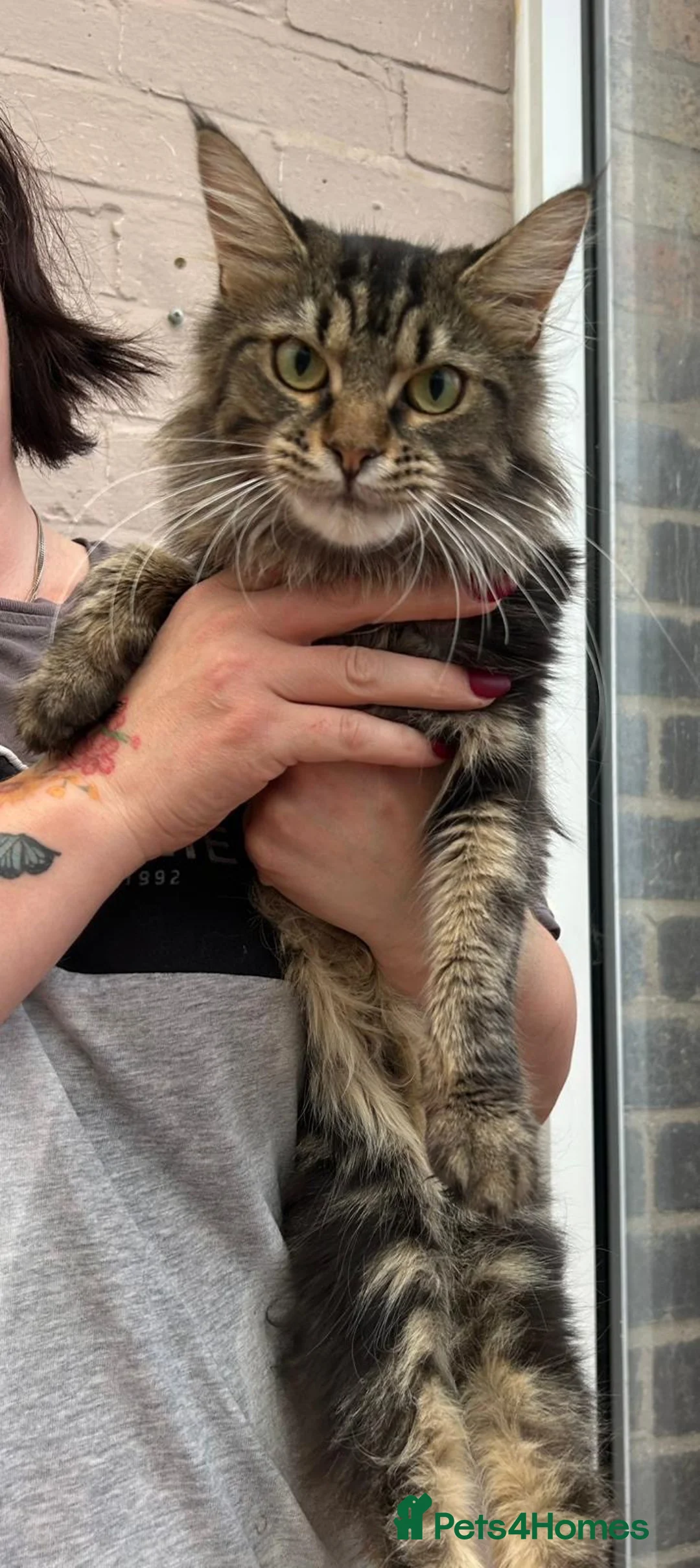 Maine Coon cats for sale: 1year old girls  - Advert 12