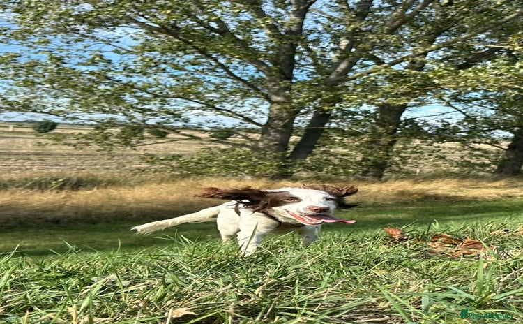 Sprocker dogs - Advert 2