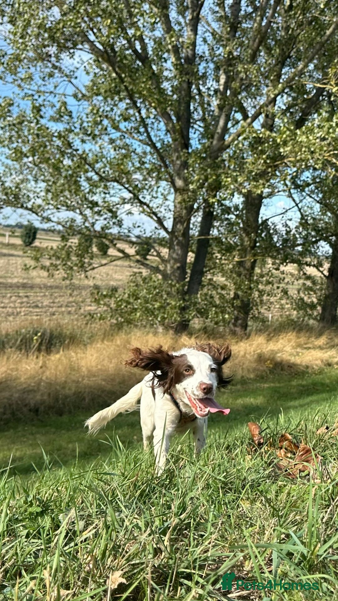 Sprocker dogs for sale: 2 exceptional dogs. - Image 1