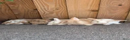 Mini Lion Lop rabbits for sale: Lion lops for sale VERY FRIENDLY  - Advert 1