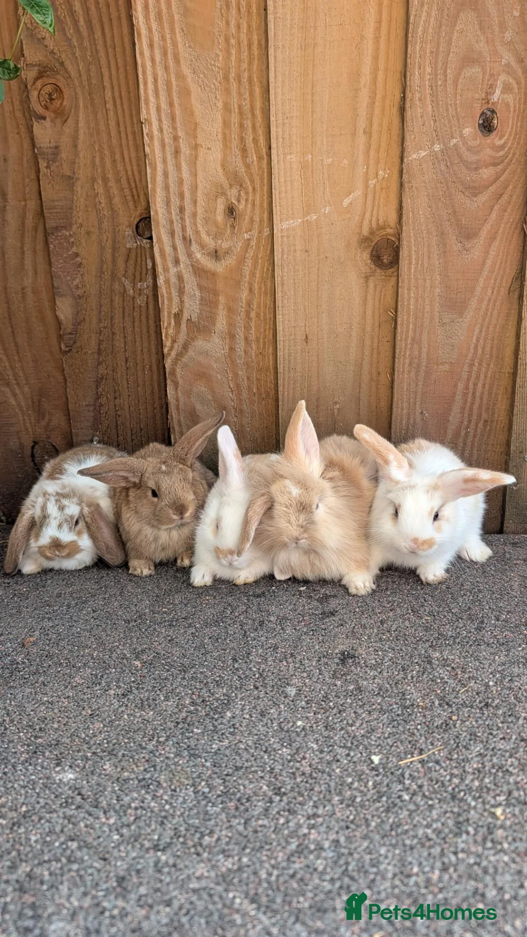 Mini Lion Lop rabbits for sale: Lion lops for sale VERY FRIENDLY  - Advert 1