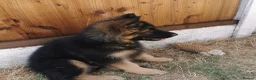 German Shepherd dogs for sale: German shepherd puppies - Advert 37