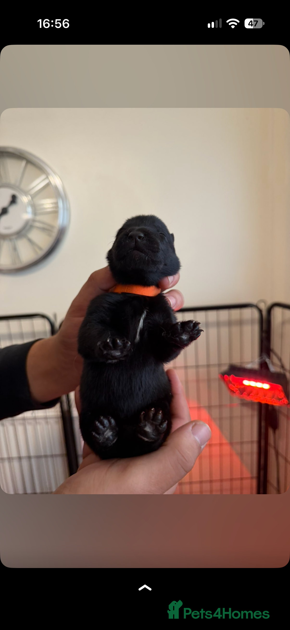 Belgian Shepherd Dog dogs 💥‼️Belgian malinois puppies working dog line‼️💥 - Advert 2