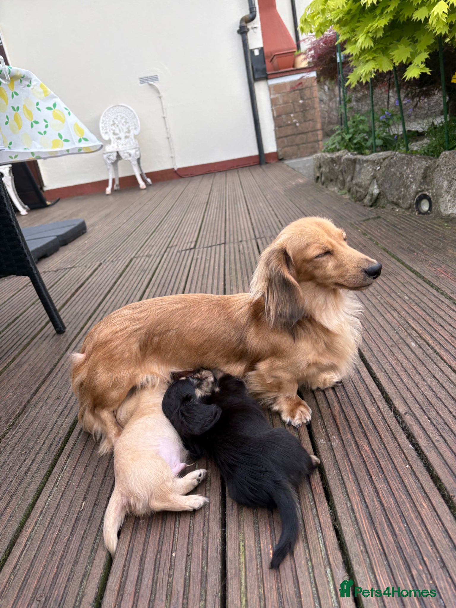 Miniature Dachshund dogs  KC Reg PRA Clear Mini Long Haired Dachshund Pups - Advert 10