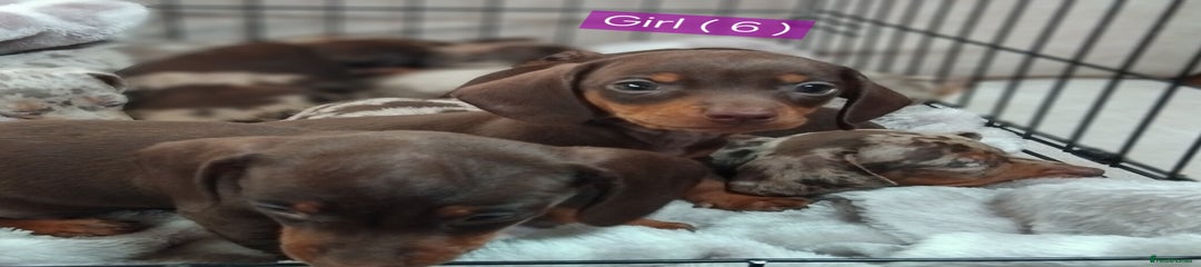 Miniature Dachshund Puppy 6