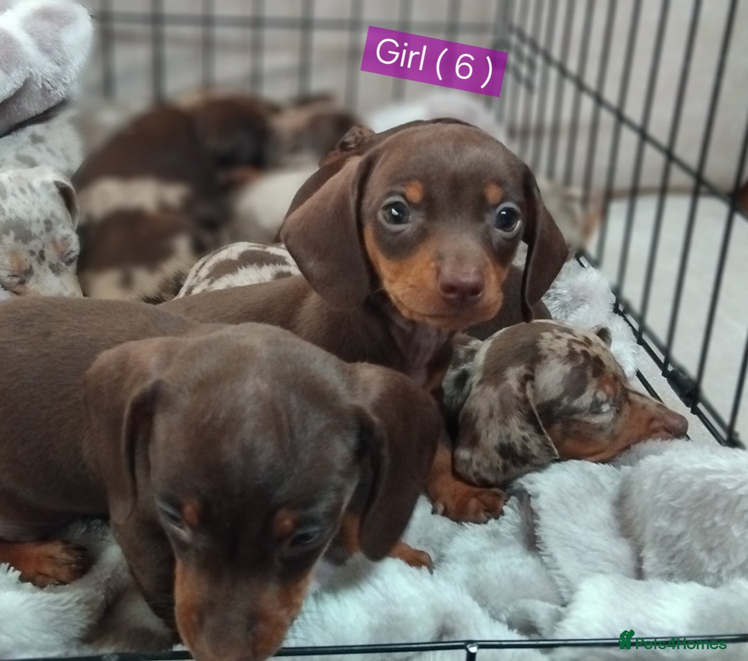 Miniature Dachshund dogs for sale: KC, PRA, STUNNING LITTER MIN,DASH😍 - Image 26