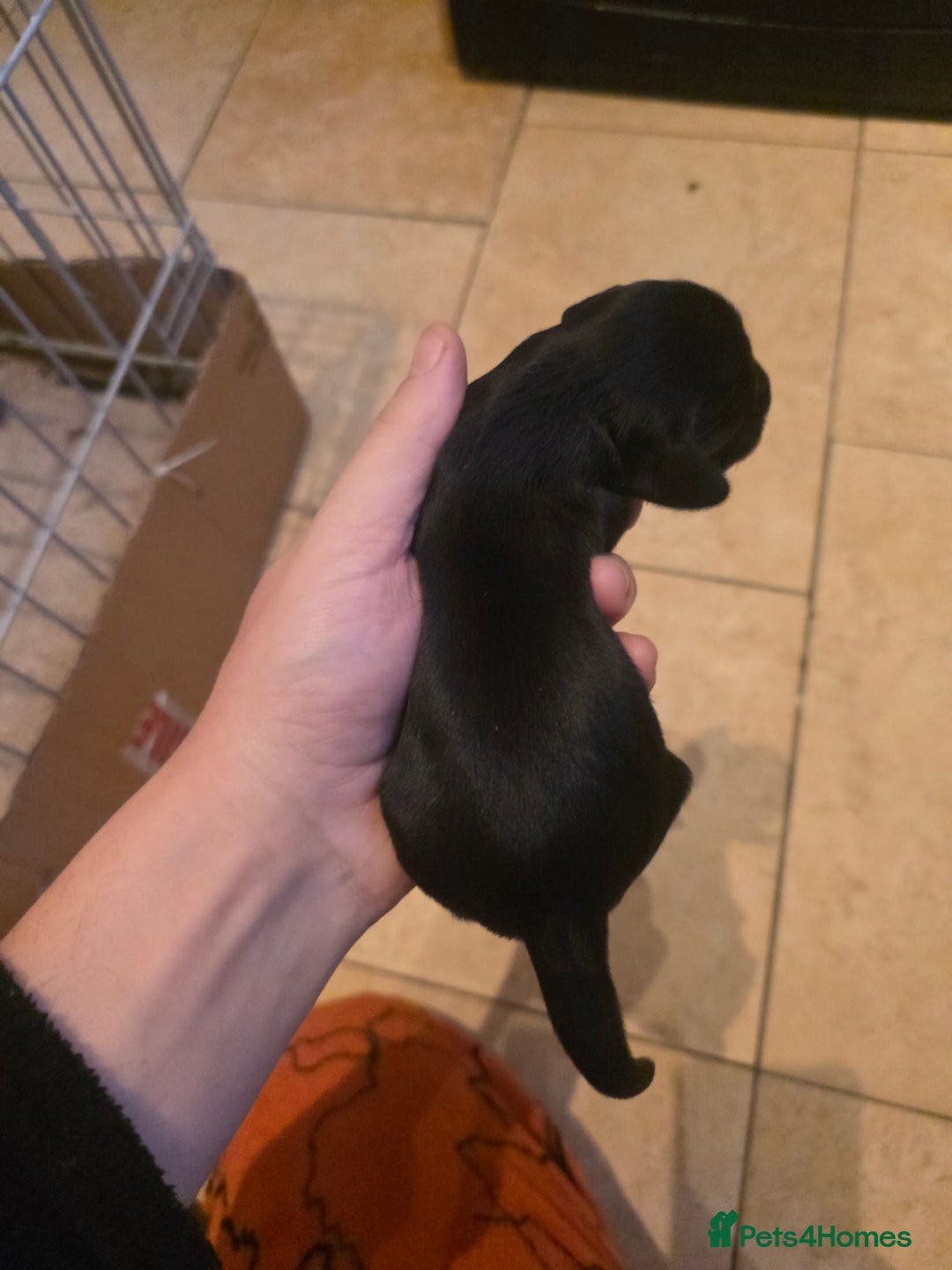 Cocker Spaniel dogs for sale: Kc registered litter - Advert 12