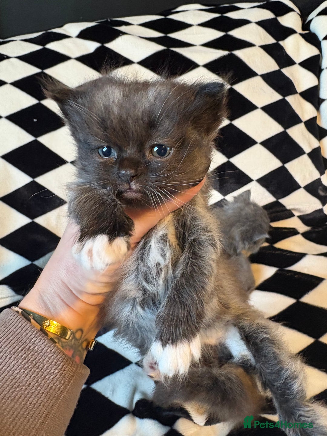 Persian cats for sale: Persian x ragdoll kittens  - Advert 11