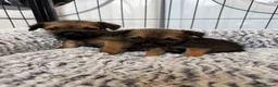 Border Terrier dogs for sale: Stunning Border Terrier Pups - Advert 15