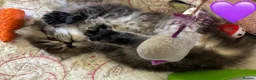 British Longhair cats for sale: Beautiful Longhaired Kittens  - Advert 2