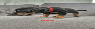 Boy