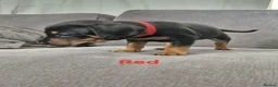 Mixed Breed dogs for sale: Docker  - Advert 9