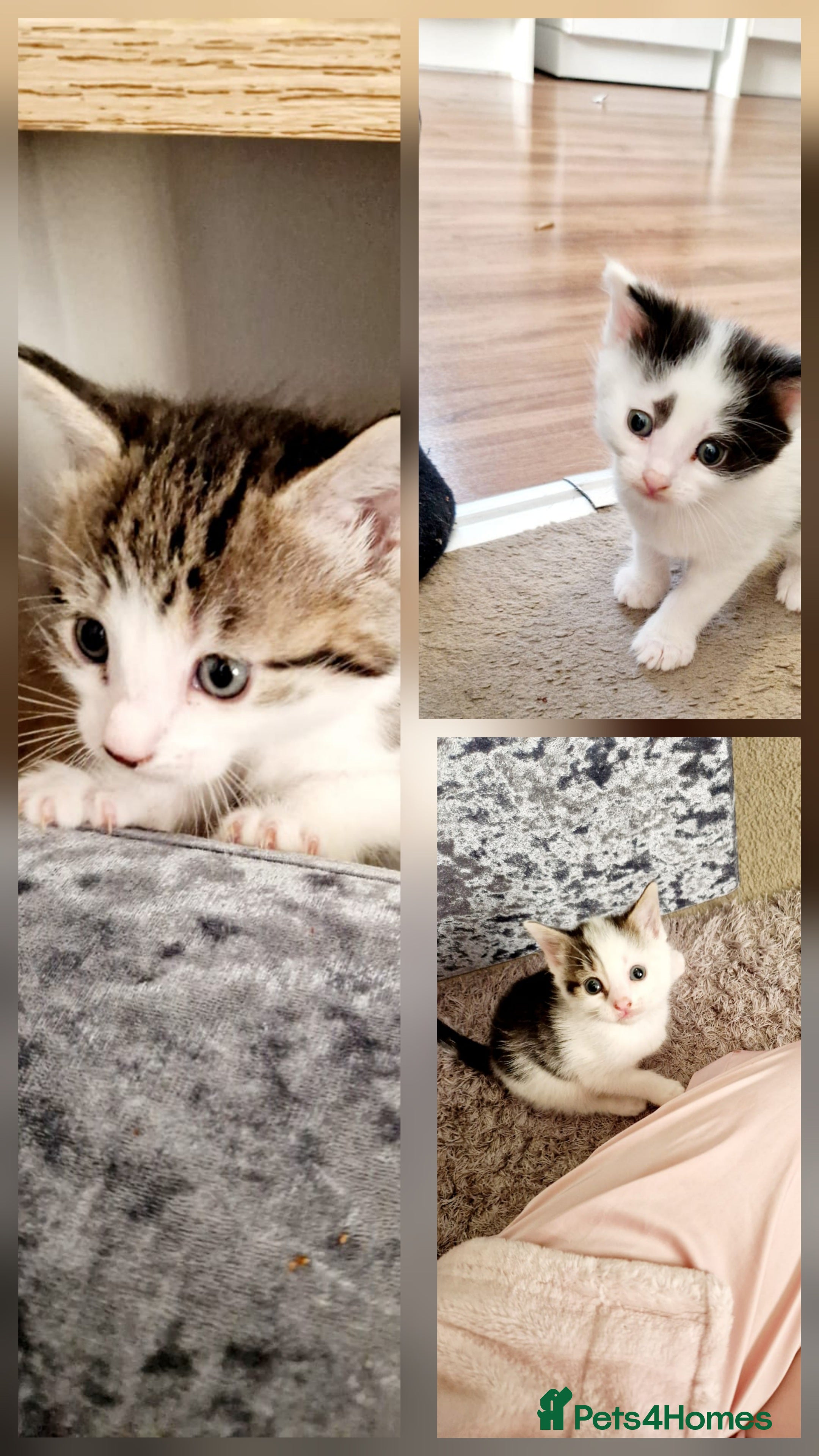 Mixed Breed cats Loving, Energetic Mixed Siamese kittens for homes - Advert 9