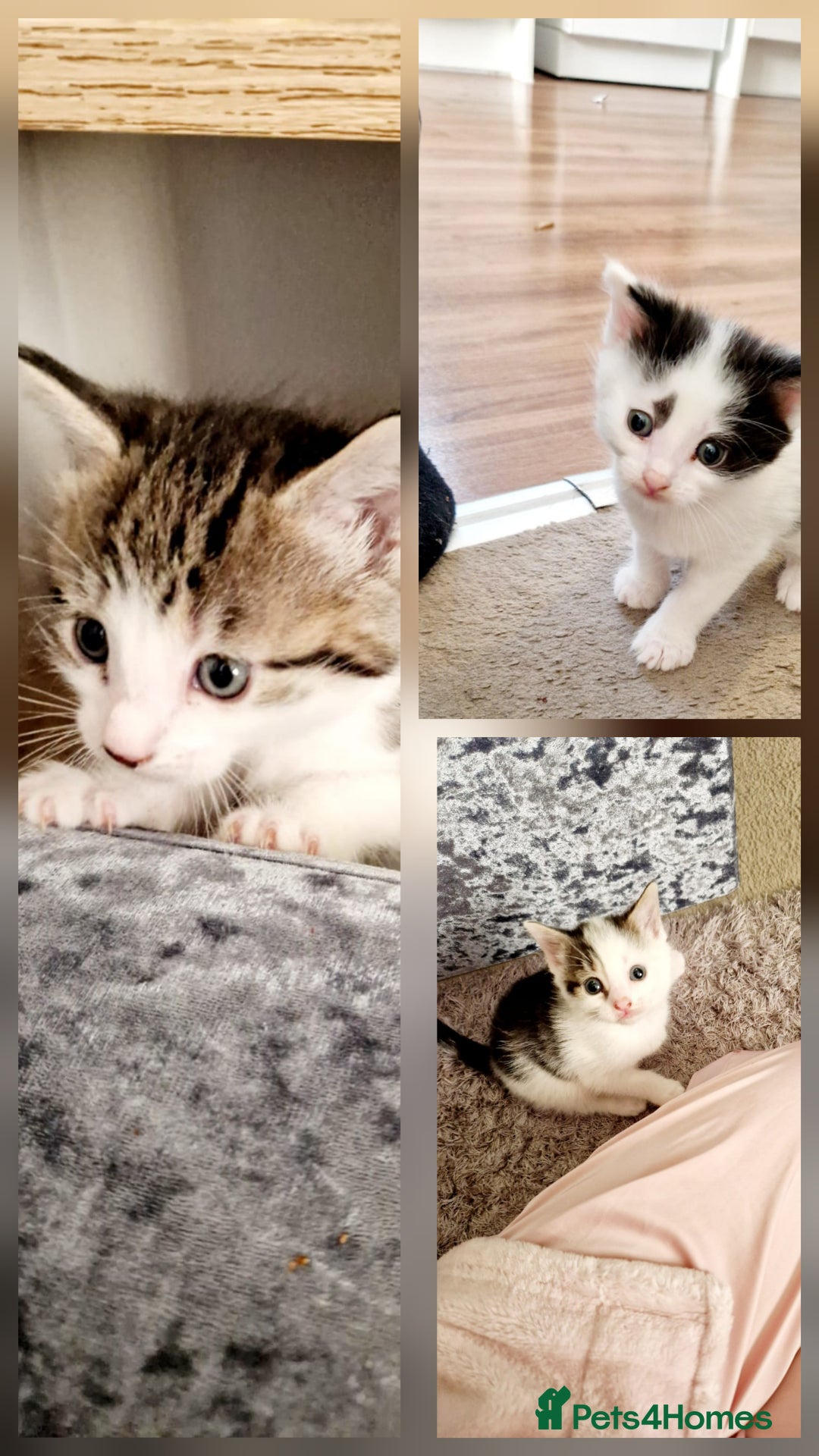 Siamese cats for sale: Loving, Energetic Mixed Siamese kittens for homes - Advert 1