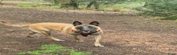 Belgian Shepherd Dog dogs for sale: Belgian malinois puppies 5 weeks - Advert 1