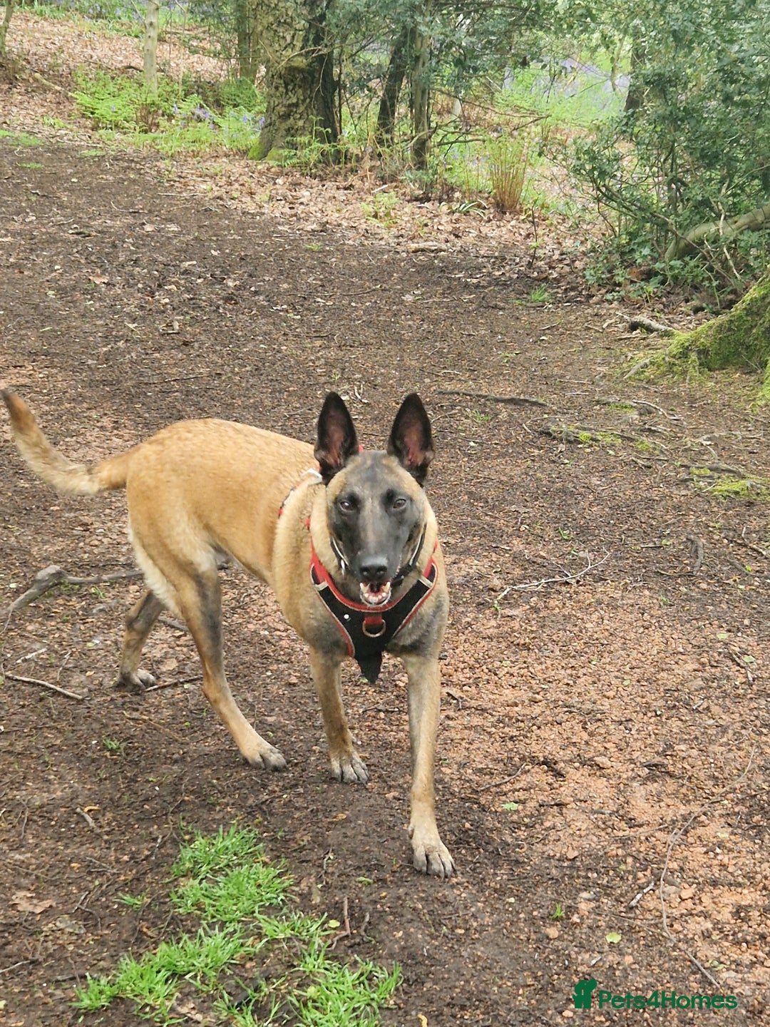 Belgian Shepherd Dog dogs for sale: Belgian malinois puppies 5 weeks - Advert 1