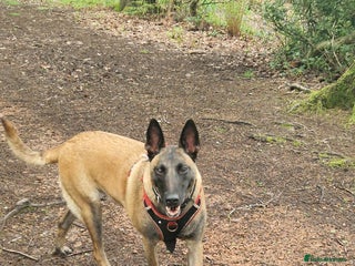 Belgian Shepherd Dog dogs Belgian malinois puppies 5 weeks - Advert 2