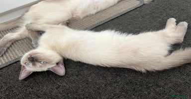 Ragdoll cats - Advert 13
