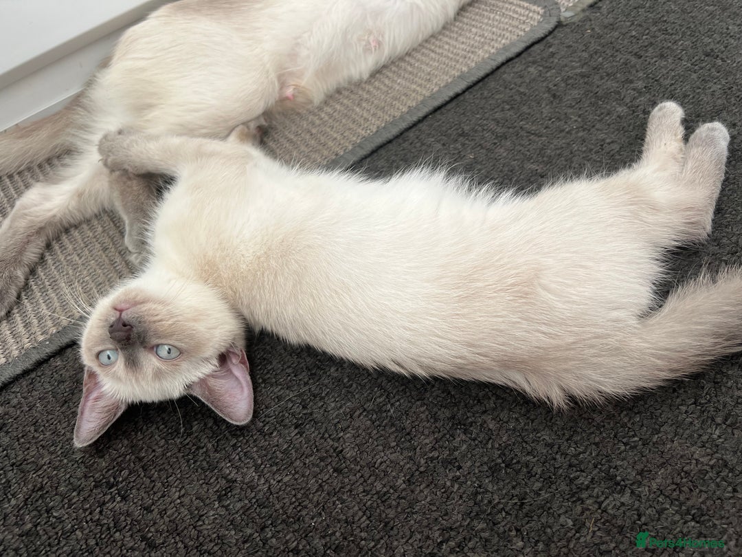 Ragdoll cats for sale: Adorable kitten for sale  - Image 3