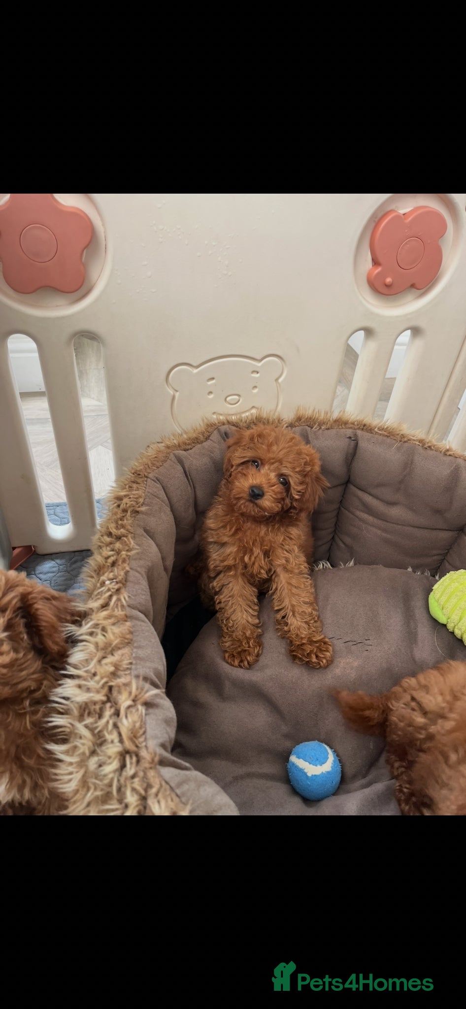 Cavapoo dogs Merlesque 5⭐️F1b curly teddy bear coats  - Advert 2