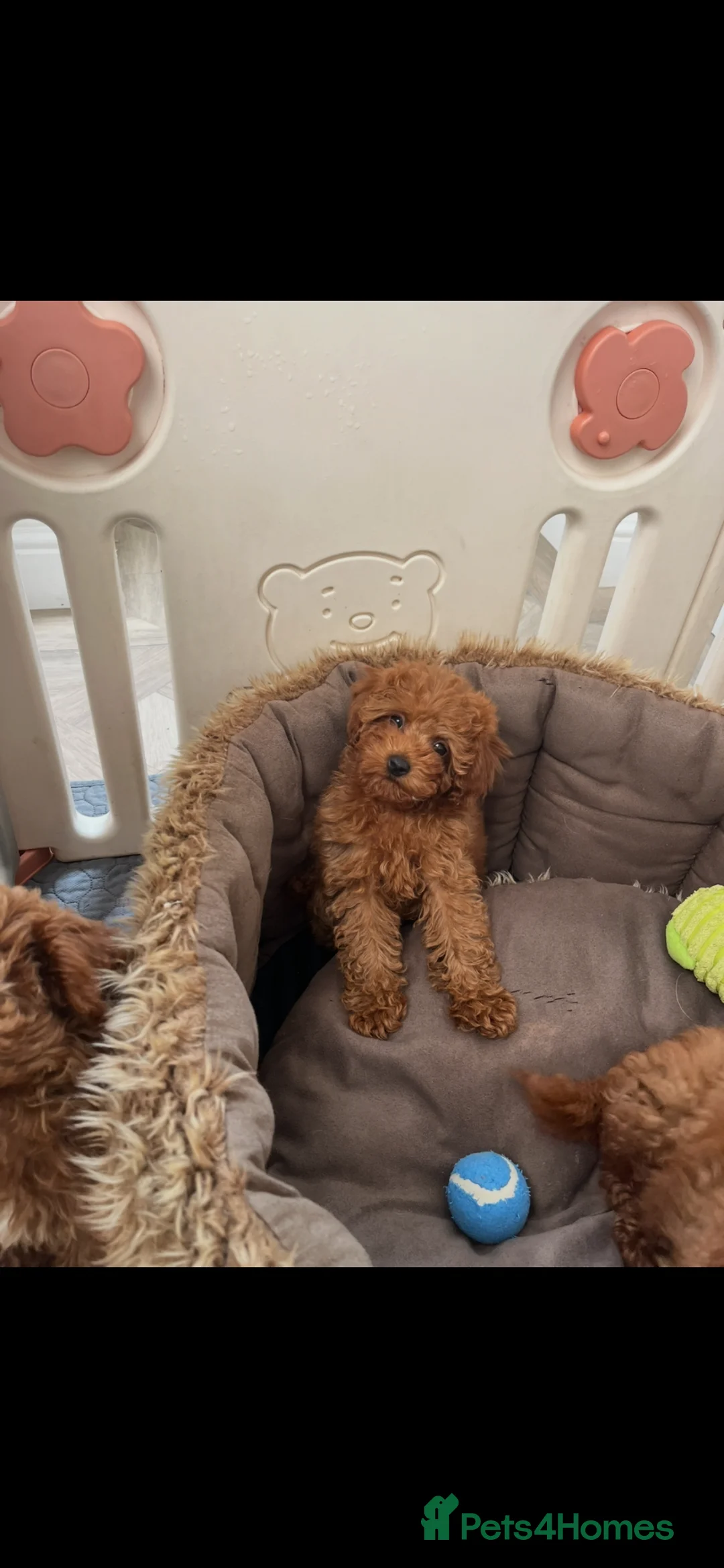 Cavapoo dogs for sale: Merlesque 5⭐️F1b curly teddy bear coats  - Advert 2