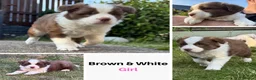 Border Collie dogs for sale: Beautiful Brown & White Female - KC Border Collie - Advert 13