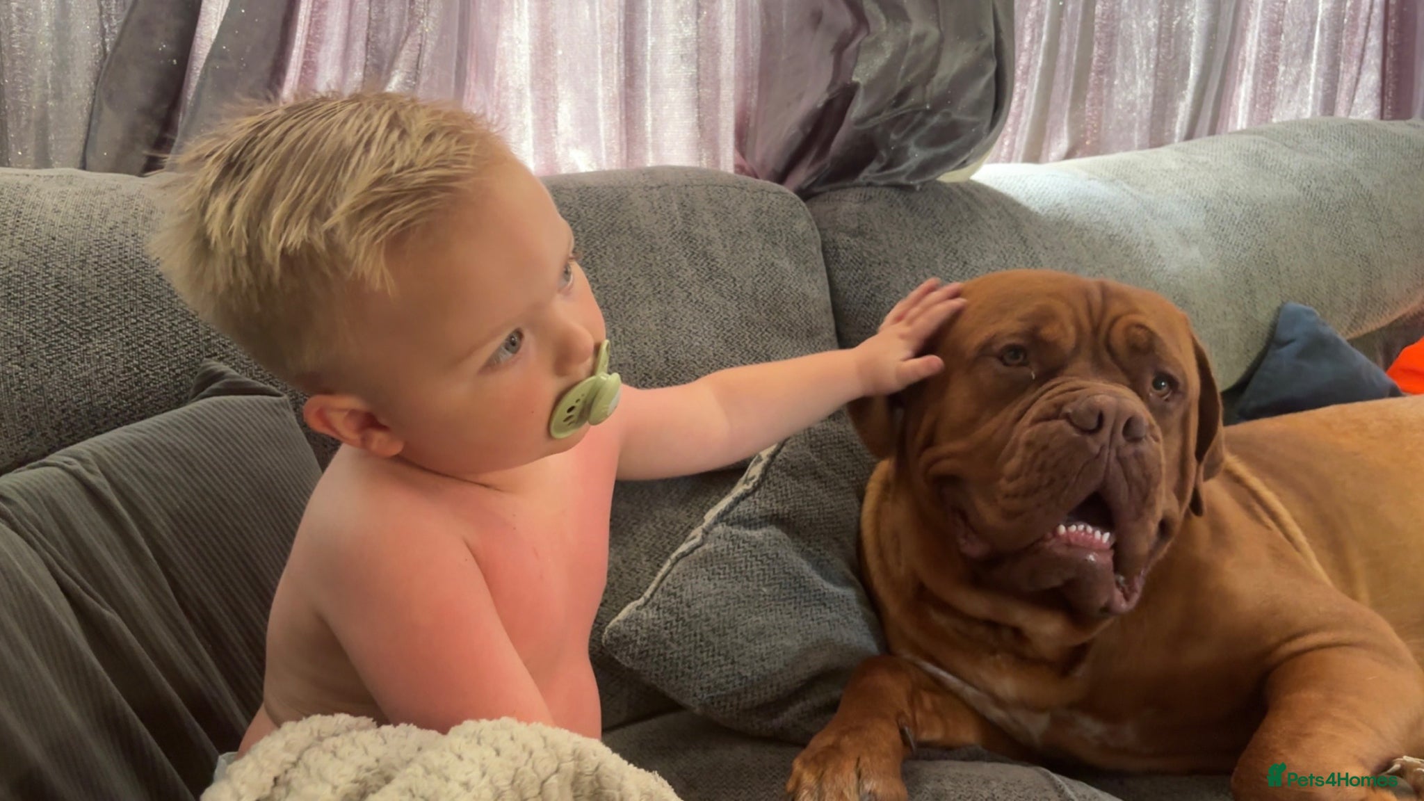 Dogue De Bordeaux dogs for sale: Beautiful big boy  - Advert 2