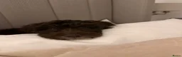 Bordoodle dogs for sale: Beautiful fluffy Borderdoodle  - Advert 2
