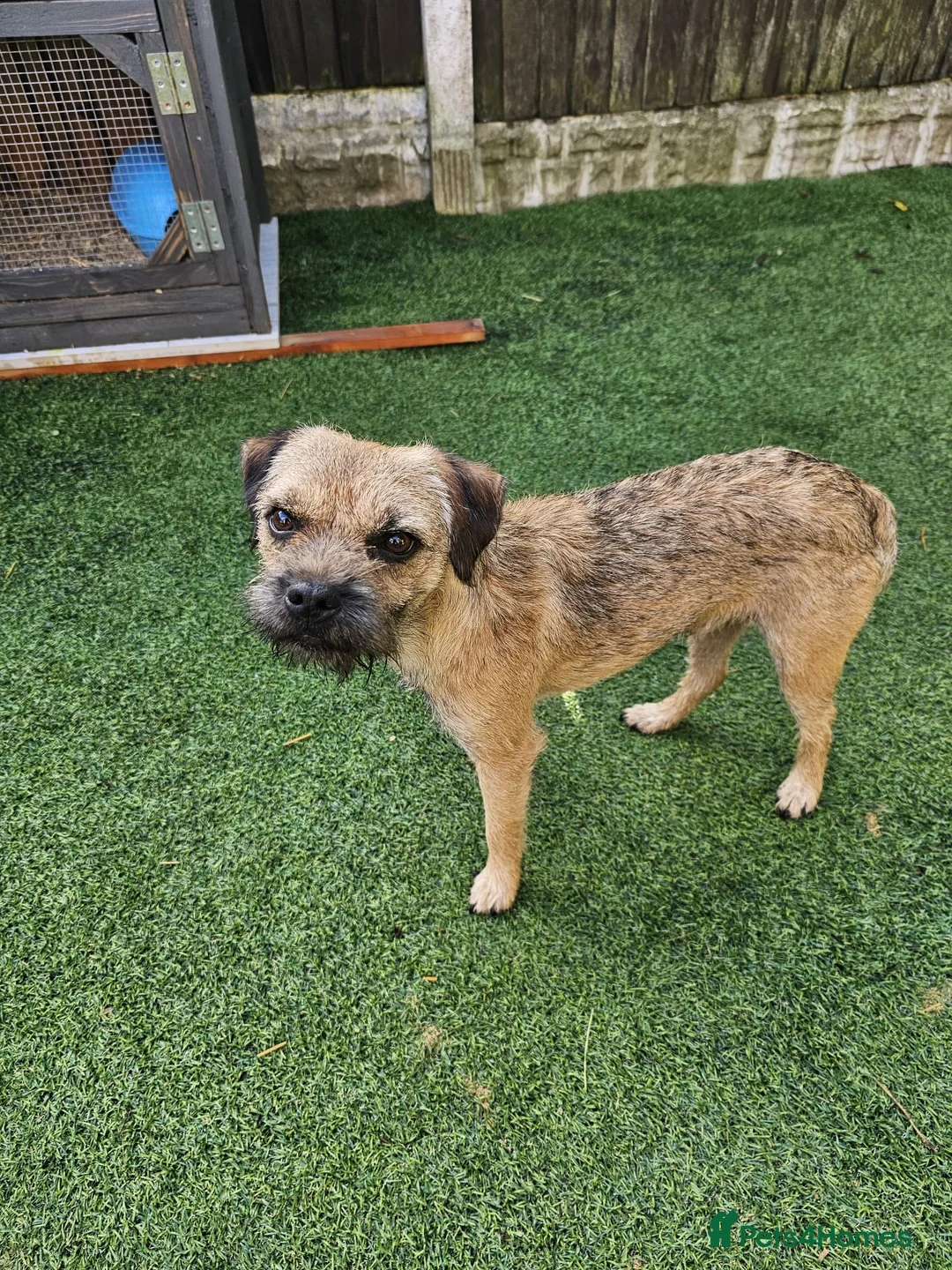 Border Terrier dogs for stud: KC SLEM clear Oxcroft border terrier proven stud in Chesterfield - Advert 3