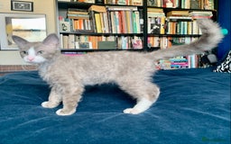 LaPerm cats for sale: Cuddly Curly LaPerm Kittens - Image 2