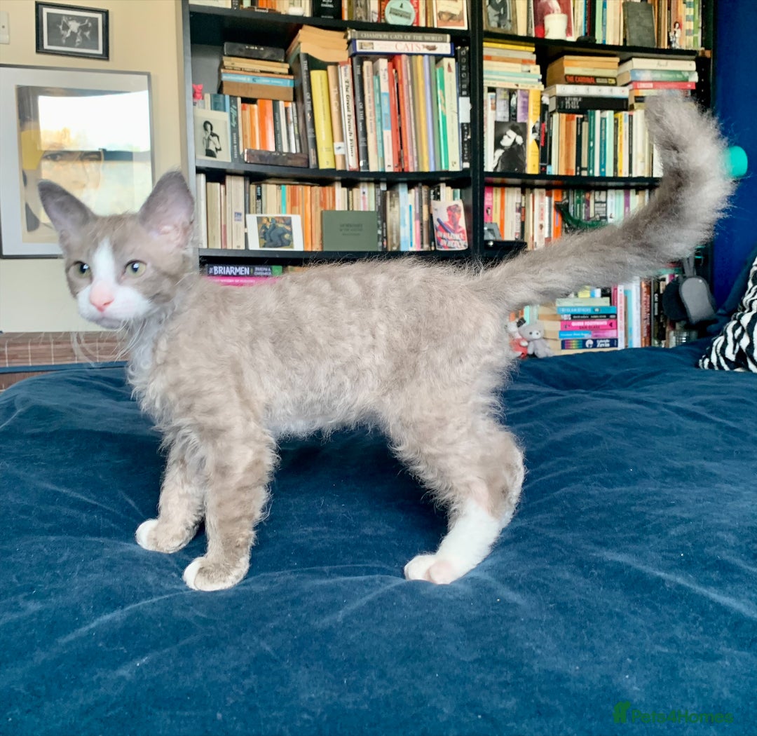 LaPerm cats for sale: Cuddly Curly LaPerm Kittens - Image 2