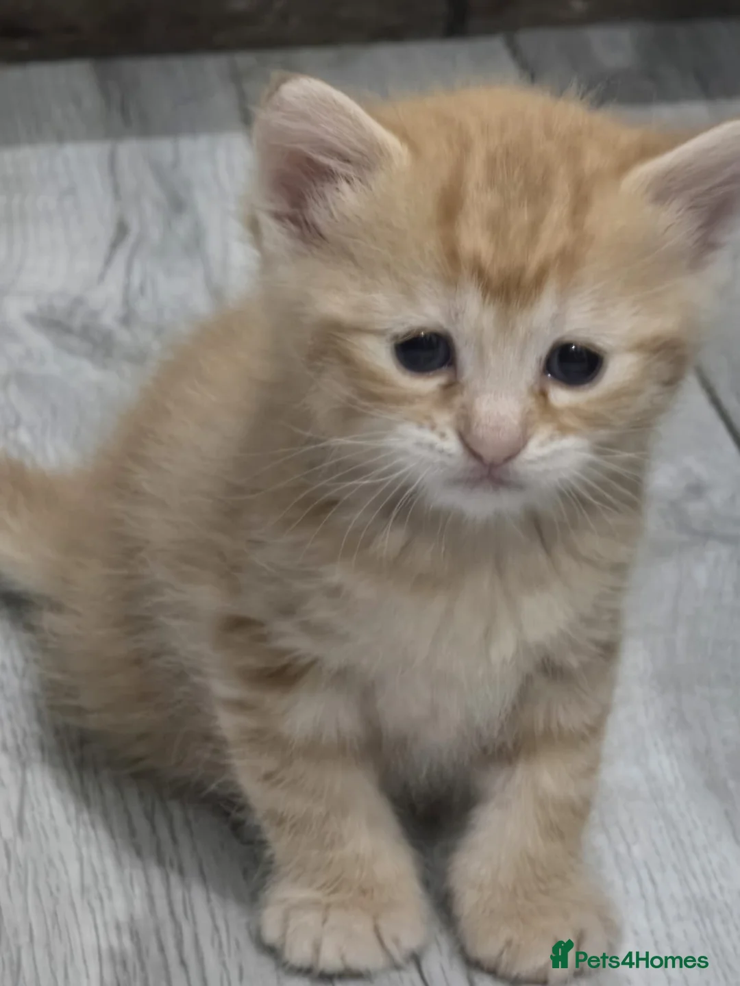 Ragdoll cats for sale: Rag doll x kittens  - Advert 21