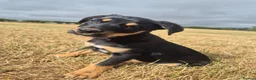 Australian Kelpie dogs for sale: Australian Kelpie Puppies - Advert 4