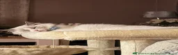 Ragdoll cats for sale: Bonded ragdoll kittens stunning blue eyed males - Advert 2