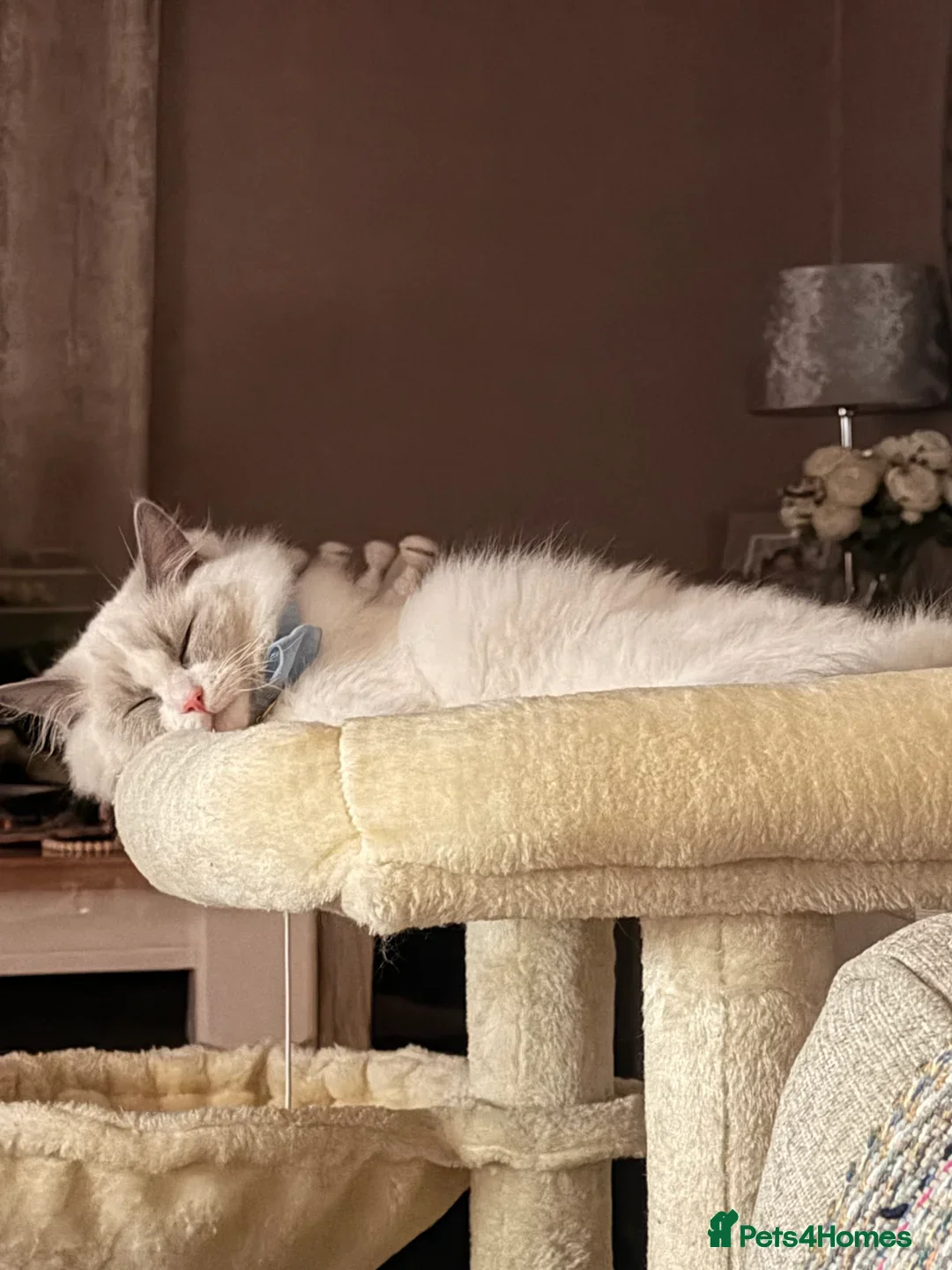 Ragdoll cats for sale: Bonded ragdoll kittens stunning blue eyed males - Advert 2