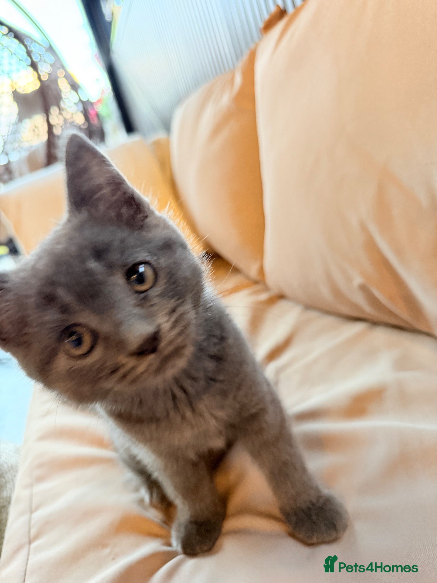 British Shorthair cats British Shorthair Kittens – 11 Weeks Old – £580  - Advert 1
