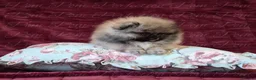 Pomeranian dogs for sale: Ultra Teddy Bear Pomeranian Puppies - Advert 9