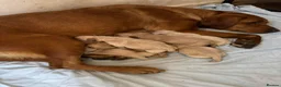 Labrador Retriever dogs for stud: Labrador Retriever KC registered Stud Dog in Lydbrook - Advert 6