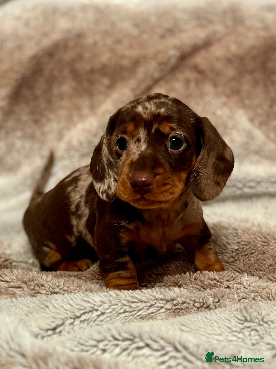 Miniature Dachshund dogs for stud: STUNNING PROVEN KC SILVER DAPPLE  - Advert 4