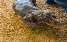 Dachshund dogs for sale: SOLD OUT! Thank you very much!!! Lovely Dachshunds - Advert 12