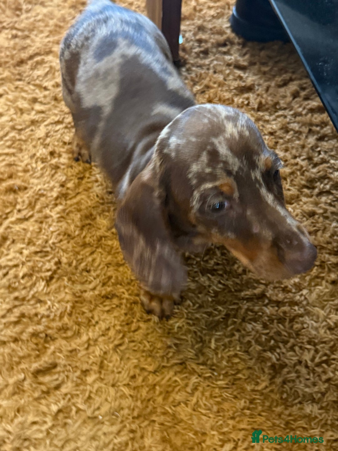 Dachshund dogs for sale: SOLD OUT! Thank you very much!!! Lovely Dachshunds - Advert 12