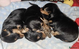 Yorkshire Terrier dogs for sale: Yorkshire terrier  - Advert 3