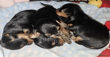 Yorkshire Terrier dogs Yorkshire terrier  - Advert 4