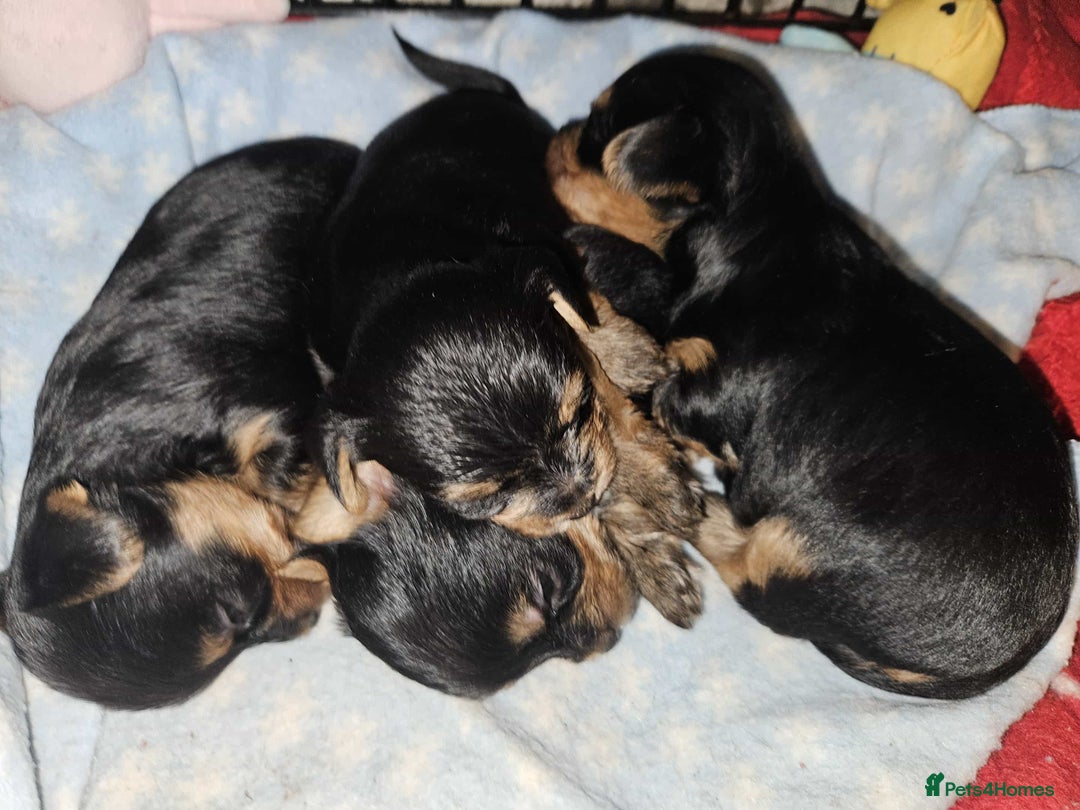Yorkshire Terrier dogs for sale: Yorkshire terrier  - Advert 3