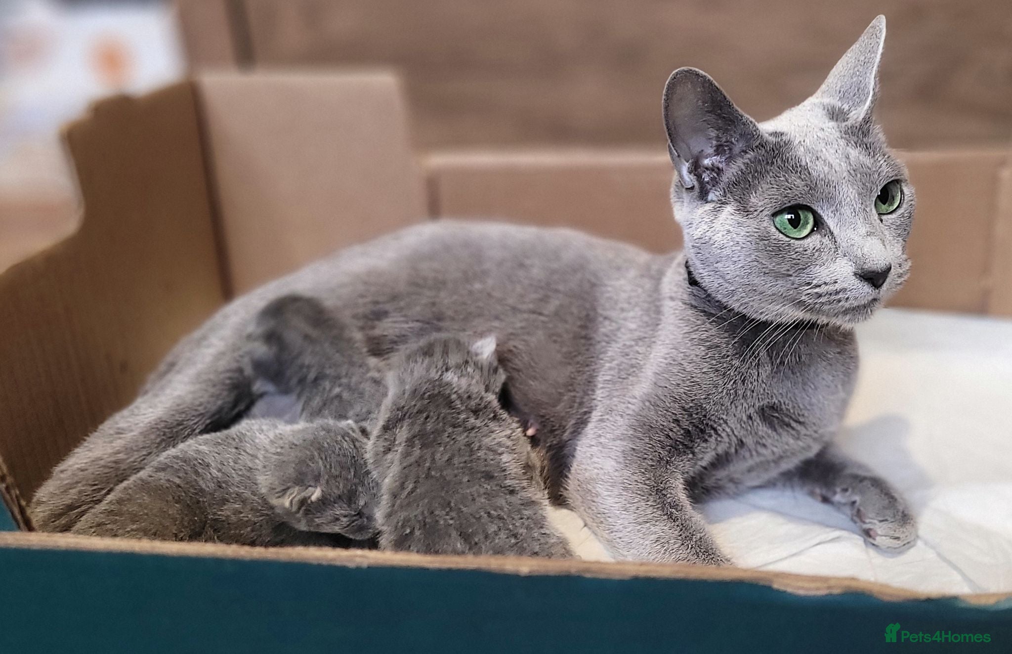 Russian Blue cats Pure Russian Blue kittens for sale 💙  - Advert 1