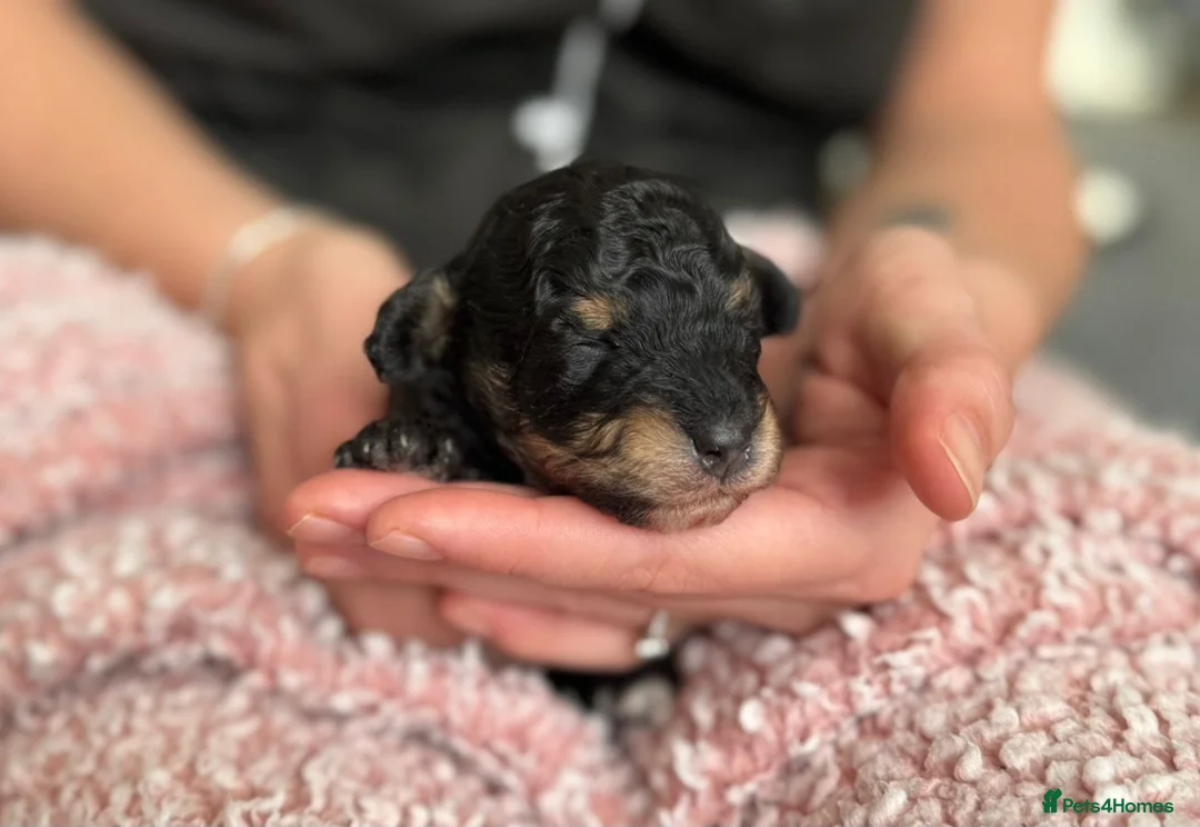 Toy Poodle dogs for sale: Beautiful Phantom Toy Poodle's!🧸😍 KC registered - Advert 13