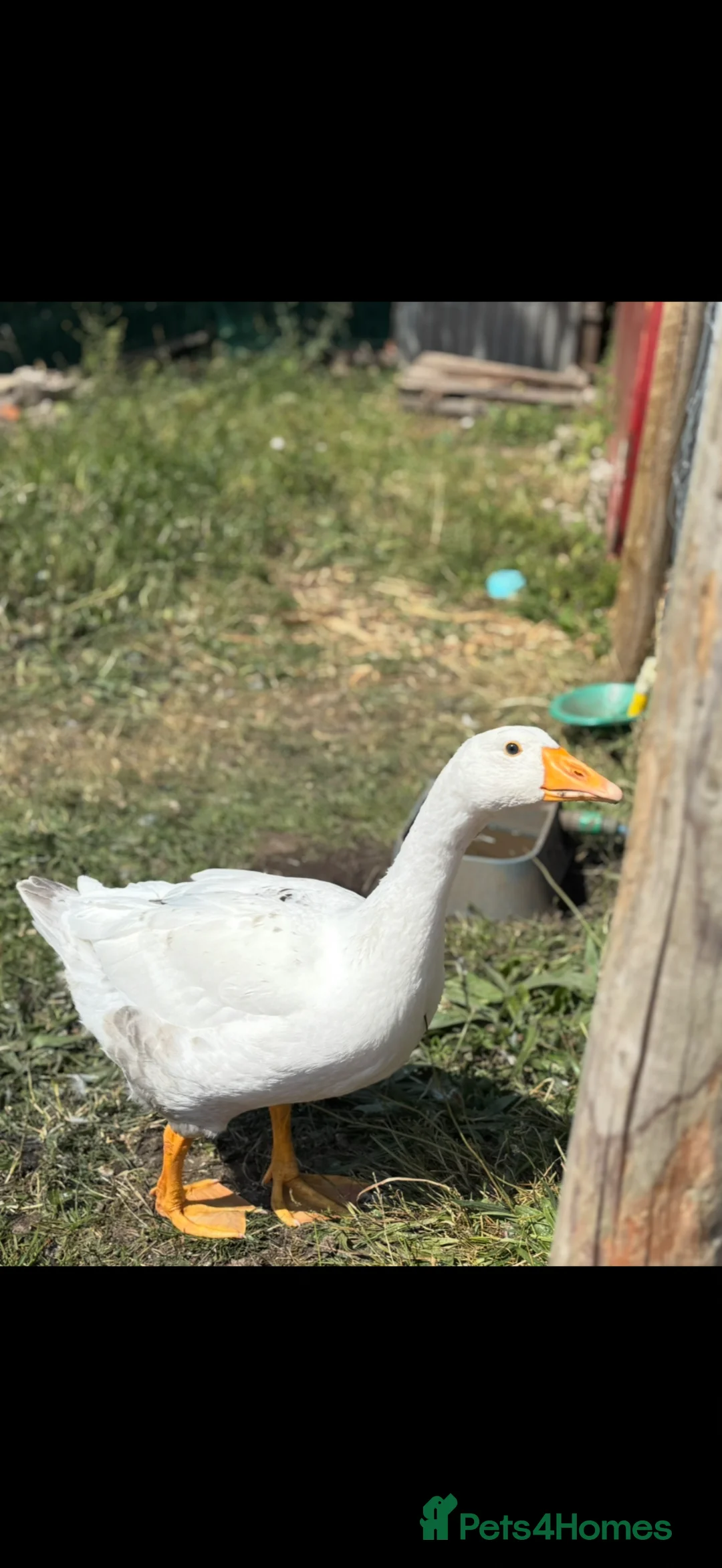 Geese poultry for sale: Male embden goose  - Advert 1