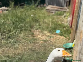 Geese poultry Male embden goose - Advert 10